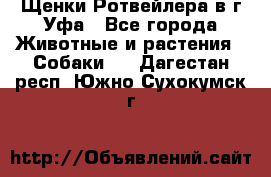 Щенки Ротвейлера в г.Уфа - Все города Животные и растения » Собаки   . Дагестан респ.,Южно-Сухокумск г.